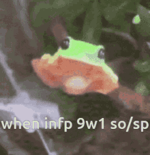 Frog Infp GIF - Frog Infp 9w1 GIFs