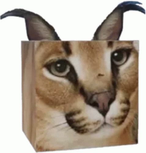 Floppa Cat Sticker - Floppa Cat Caracal - Discover & Share GIFs