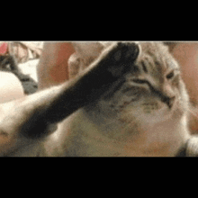 a close up of a cat 's paw on a person 's face .