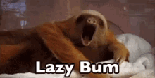 Lazy Bum GIF - Sloth Lazy Sleepy GIFs