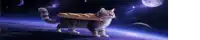 a cat carrying a loaf of bread on its back