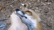 fox cute adorable sleepy