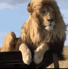 Lion Majestic GIF - Lion Majestic Windy GIFs