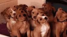 Dogs Cute GIF - Dogs Cute What GIFs