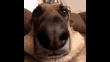 Dog Rigzy GIF - Dog Rigzy Looking Dog GIFs