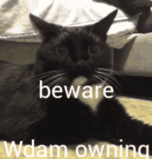 a black cat is laying down with the words beware wdam owning above it