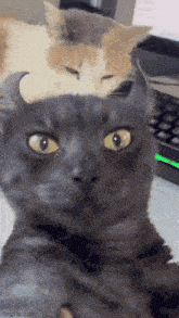 Meevin Milly GIF - Meevin Milly Fatfatmillycat GIFs