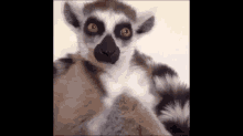 #bruh GIF - Lemur Sleepy Drowsy GIFs