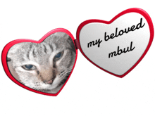 Mbul Habibi Cat GIF - Mbul Habibi Cat Beloved GIFs