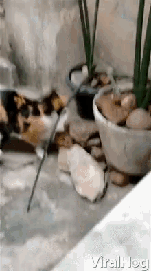 Viralhog Cat And Mouse GIF - Viralhog Cat And Mouse Sneaky GIFs