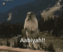 Aabiyah Beaver GIF