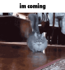 I'M Coming Discord GIF - I'M Coming Discord Cat GIFs