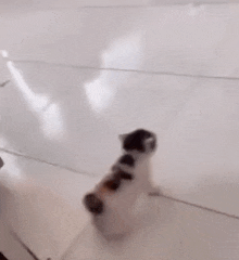 a cat is standing on a tiled floor next to a wooden chair .