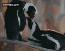 Penguins Kissing.Gif GIF - Penguins Kissing Penguins Animals GIFs