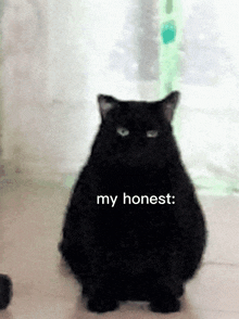 Honest Reaction Cat GIF - Honest Reaction Cat Stare GIFs