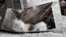 Window Cat Cat Playing GIF - Window Cat Cat Playing Fluffy Paws GIFs