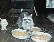 Raccoon Wildlifecam GIF