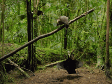 Dancing With The Birds Pick Me GIF