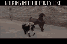 Goats Party GIF - Goats Party Walk Into Party GIFs