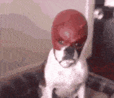 a white dog is wearing a red mask on its head .