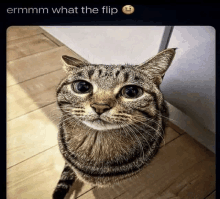 Ermm What The Flip GIF - Ermm What The Flip GIFs