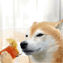 Doge Coin GIF