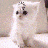 a white kitten with a loading wheel on its head