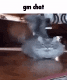 Goofy Run Chat GIF - Goofy Run Chat Cat GIFs