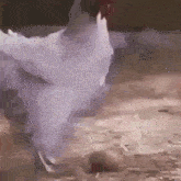 Chicken Crazy GIF