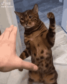 Cat Slap GIF