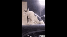 a black and white cat is standing on top of a car roof .