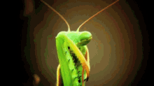 Praying Mantis Bugs GIF - Praying Mantis Bugs GIFs