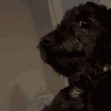 Dog Sporkpepper GIF - Dog Sporkpepper GIFs