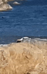 Spying Distant GIF - Spying Distant Suspicious GIFs