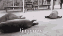 Lingering GIF - Lingering GIFs