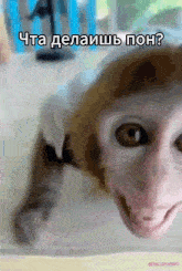 бибизян бибизяна GIF - бибизян бибизяна обезьяна GIFs