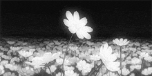Anime White Flower GIF - Anime White Flower GIFs