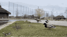 Goose Geese GIF - Goose Geese Goosey GIFs