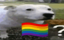 a polar bear is eating a piece of food next to a rainbow flag and a question mark .