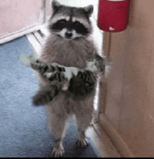 a raccoon is standing on its hind legs holding a kitten .