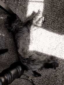 a small dog is laying on its back on the floor