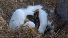 Momma Kitty Nursing Ducklings With Her Kittens GIF - Ducks Ducklings Kittens GIFs