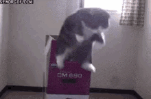 Jump Cat Infinity Cat GIF - Jump Cat Infinity Cat GIFs