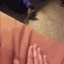 Cat Come Here GIF - Cat Come Here GIFs