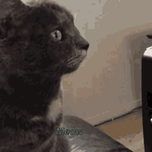 Cat Meow GIF - Cat Meow Dramatic GIFs