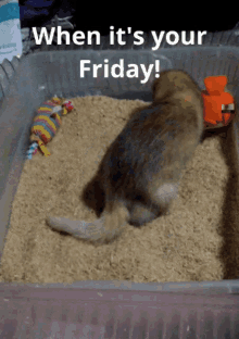 Friday Ferret Friday GIF