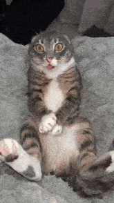 a cat is laying on its back with its tongue hanging out
