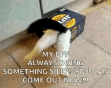 Cats Cats In Boxes GIF - Cats Cats In Boxes Stuck GIFs