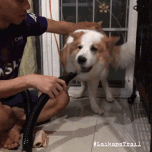 Laikapatrail Dog GIF - Laikapatrail Dog Dog Grooming GIFs