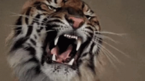 tiger growling tumblr